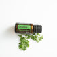 Cilantro