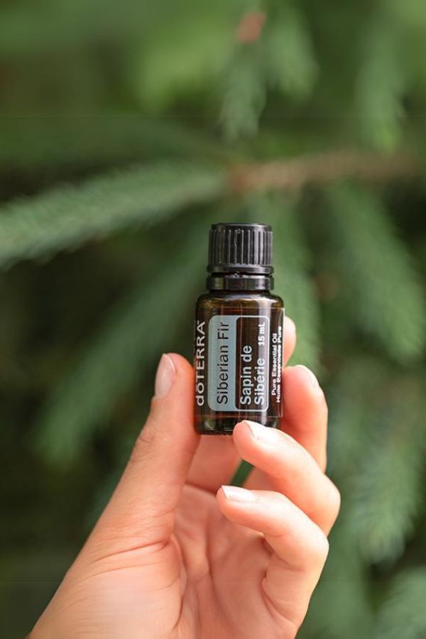 Siberian Fir