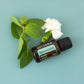 Spearmint