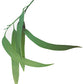 Lemon Eucalyptus
