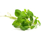 Oregano Touch