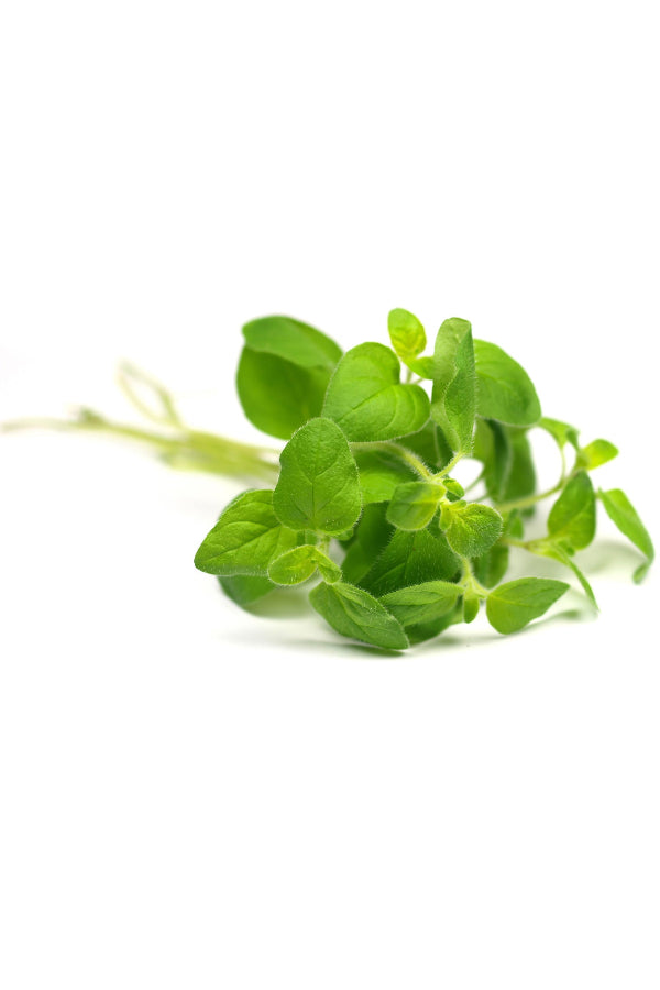 Oregano Touch