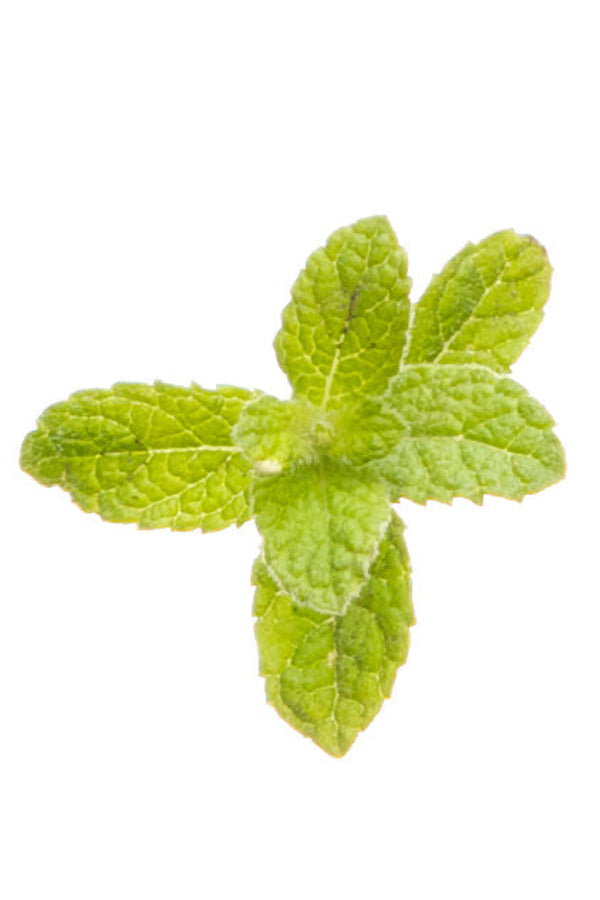 Peppermint Beadlets