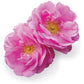 Rose Touch
