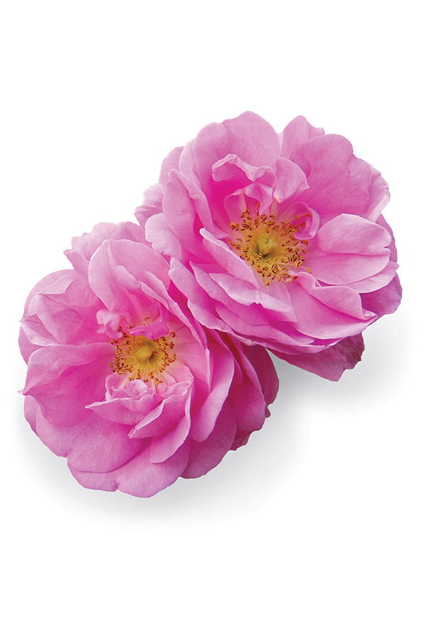 Rose Touch
