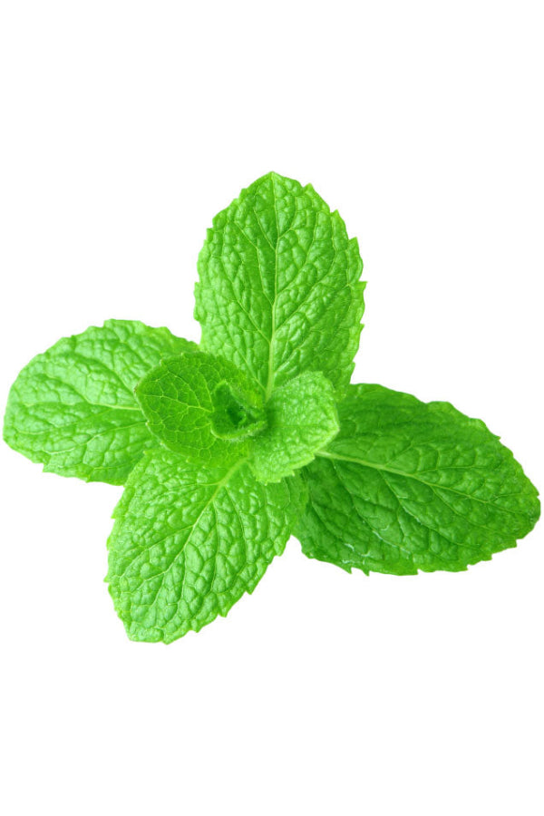 Spearmint