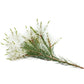 Tea Tree Touch