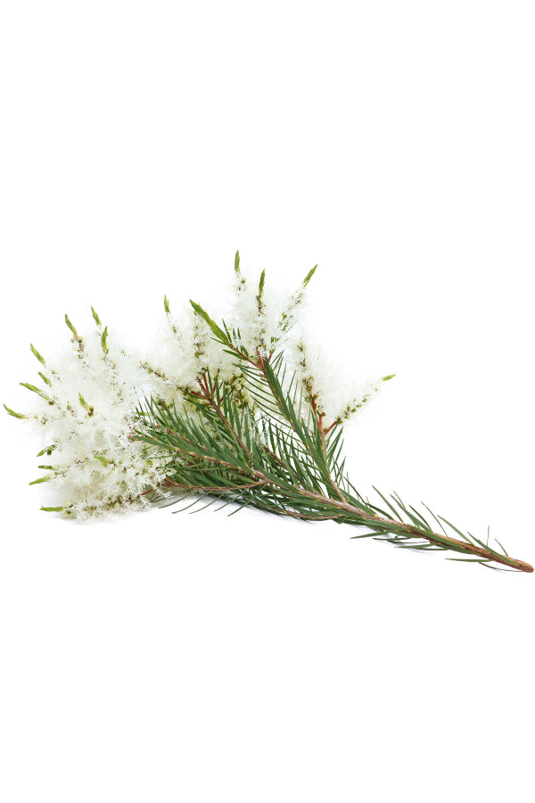 Tea Tree Touch