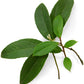 Wintergreen