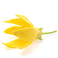 Ylang Ylang